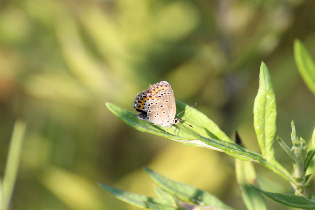 Forse Plebejus idas?